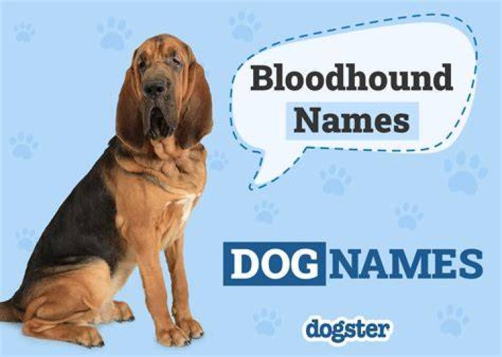 150+ Bloodhound Names That Are Brilliant and Unique