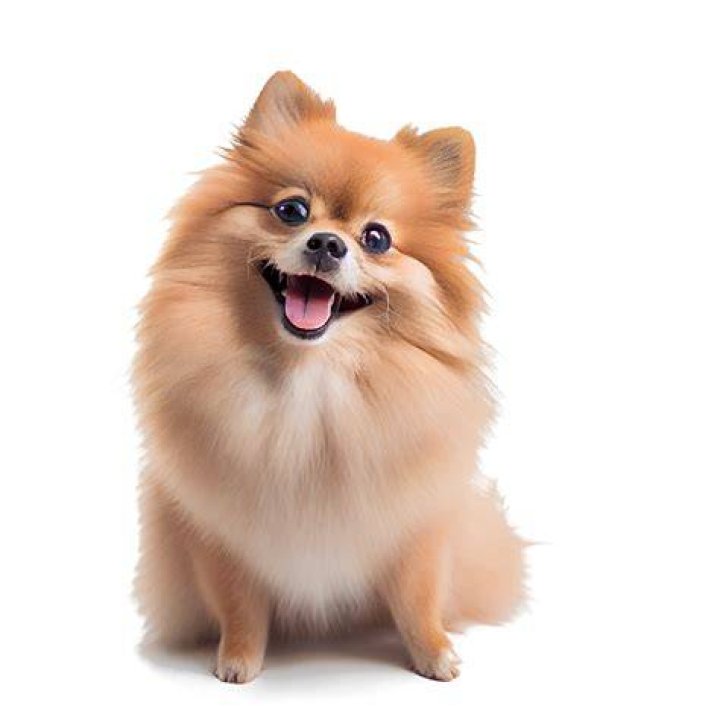 A cute dog