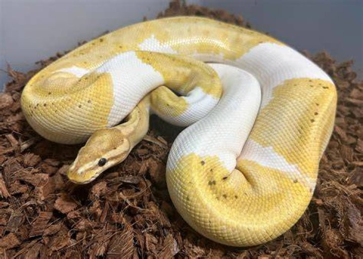 banana pied royal python hatchling snake_Deb Davis_shutterstock