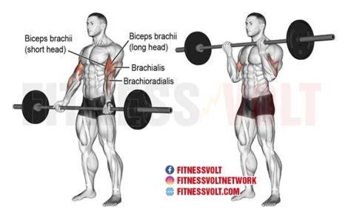 barbell curl