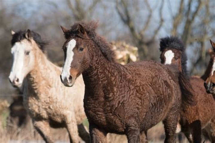 Bashkir curly horse trotting in the grass