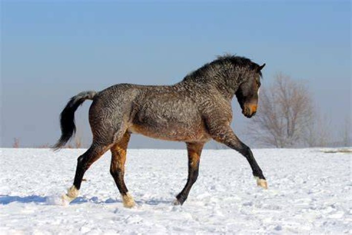 Bashkir Curly