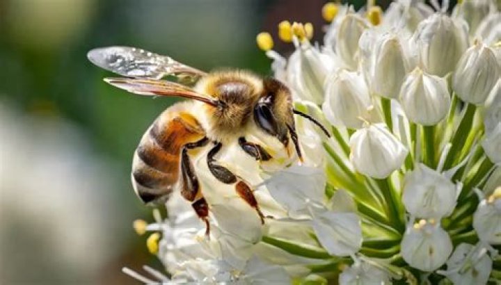 Bee