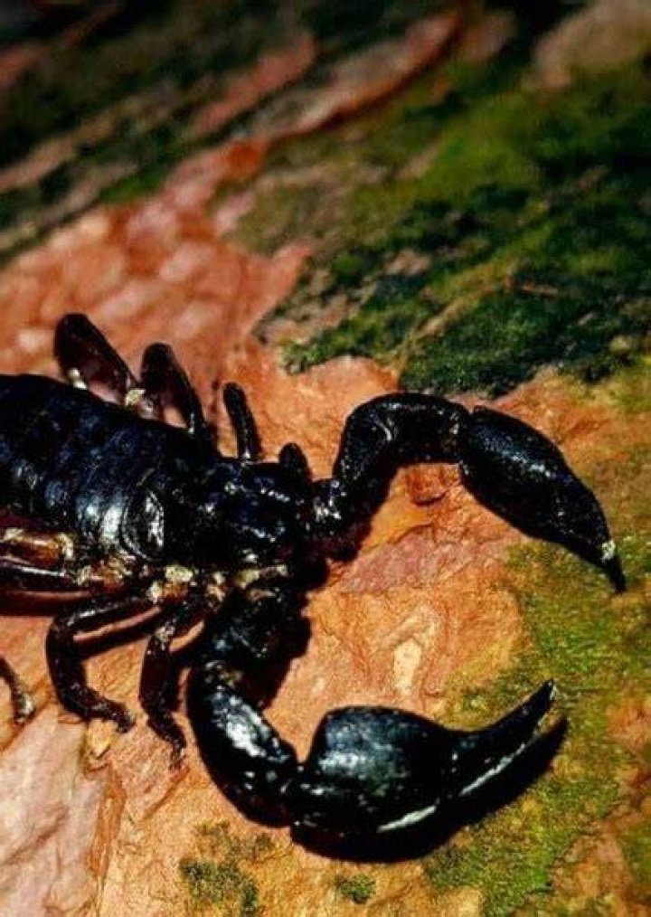 Black Scorpion Fan Casting