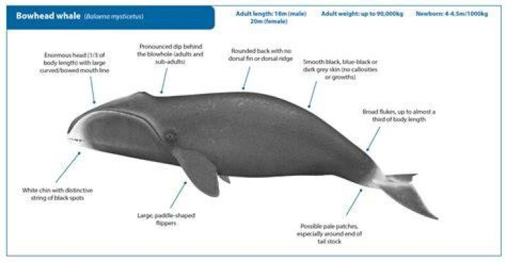 Bowhead Whales
