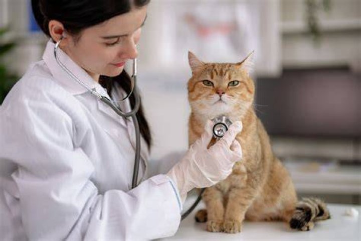 cat and vet