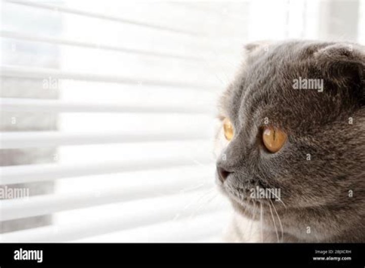 cat resting near window