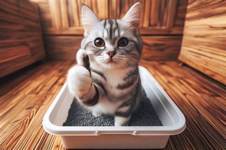 cat sitting in litter box