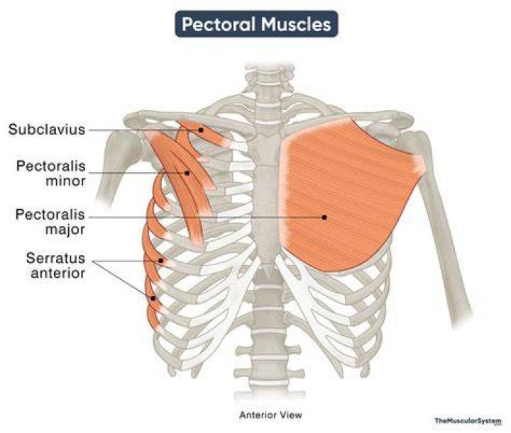 chest anatomy pec