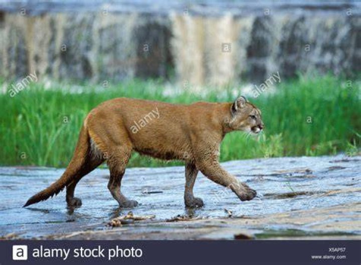 cougar