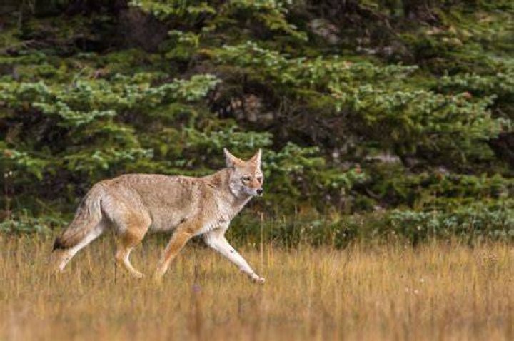 coyote in the wild