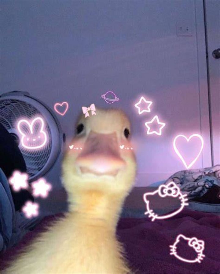 Cute Pfp For Discord Rexter On Twitter Cute Pfp Perfect For A Images