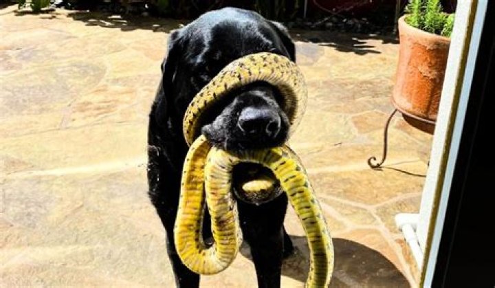 dog and snake