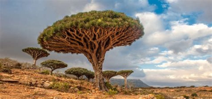 dragon blood trees in socotra island, yemen