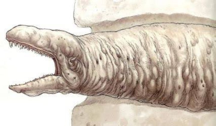 Exogorth Star Wars Monster