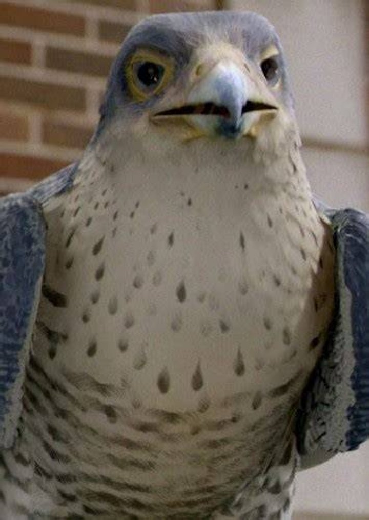 Falcon (Stuart Little) Fan Casting