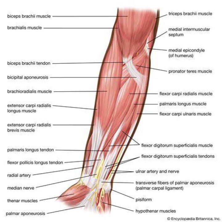 forearm anatomy
