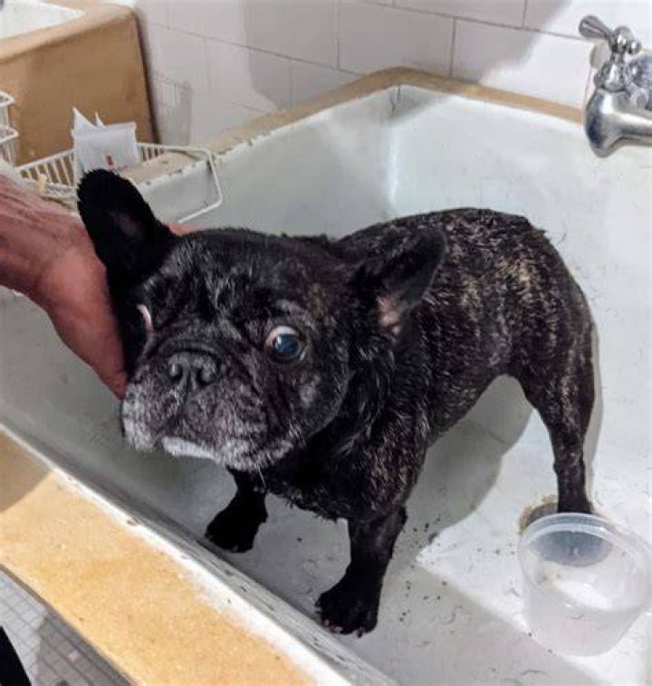 French Bulldog Bath