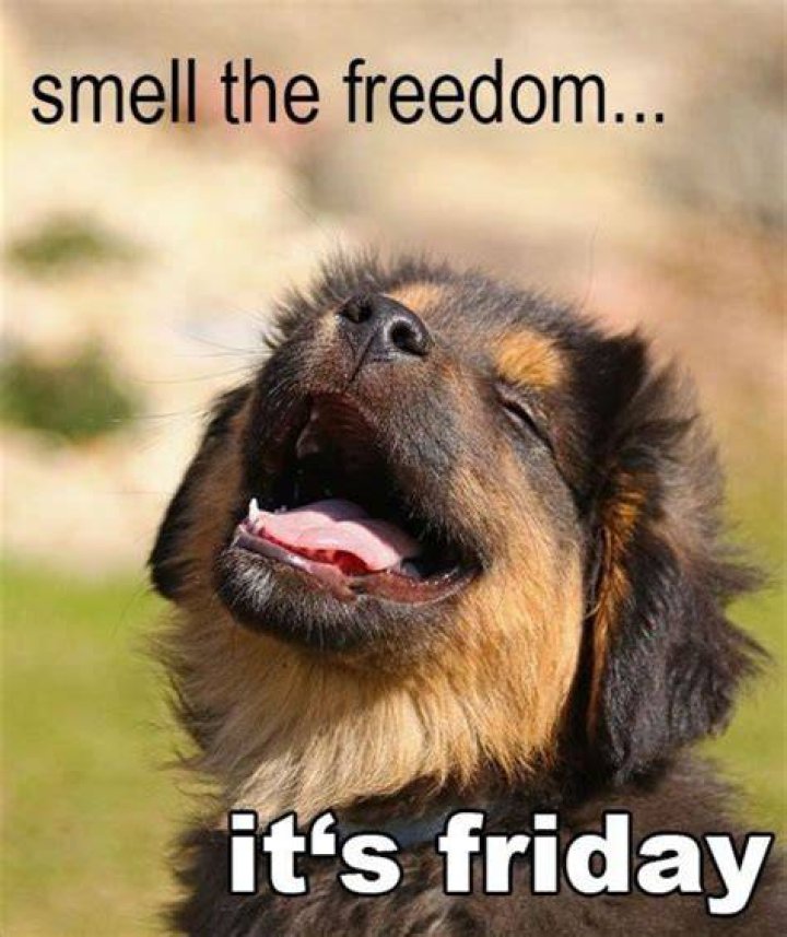 Friday Funny Animals