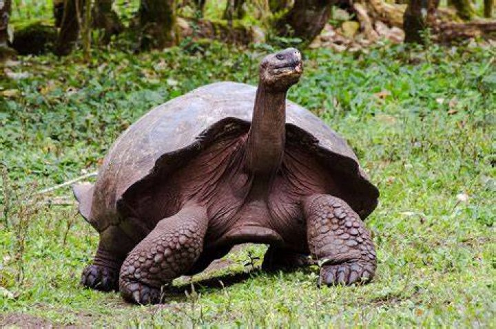 Galapagos Giant Tortoise