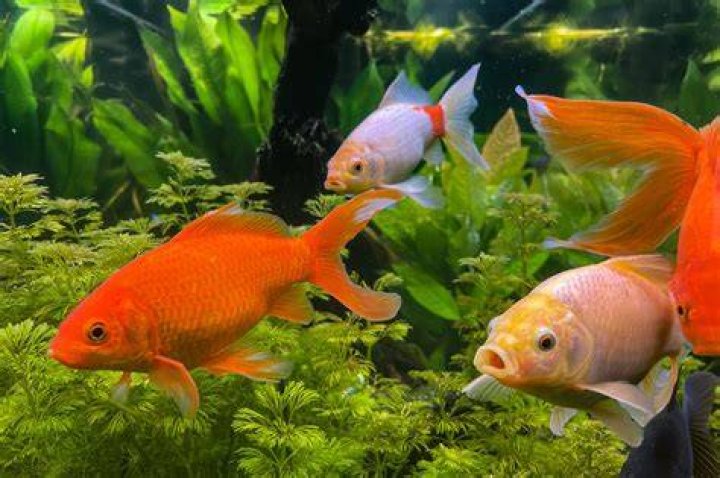 goldfish