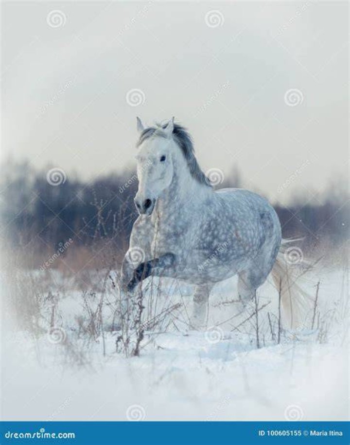 Gray Orlov trotter running