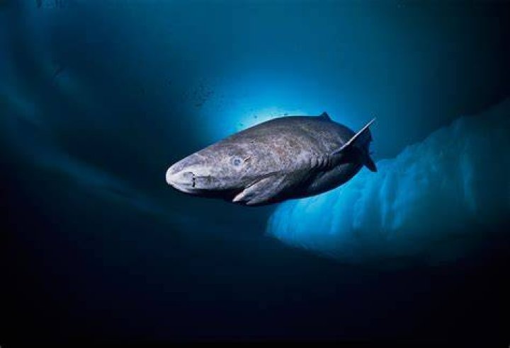 Greenland Shark