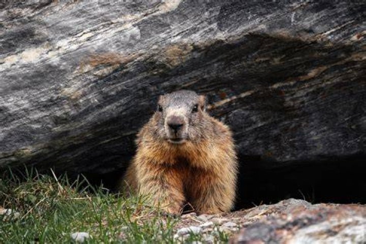 groundhog
