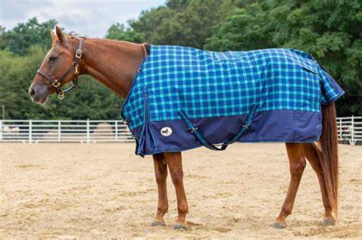 Horse with Blanket