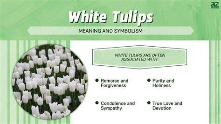 How The Timeline Changes & White Tulip Meaning