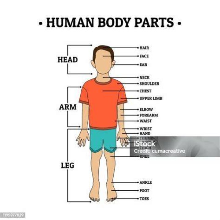 human leg, shoulder, weights, elbow, exercise equipment, physical fitness, joint, wrist, chest, knee,