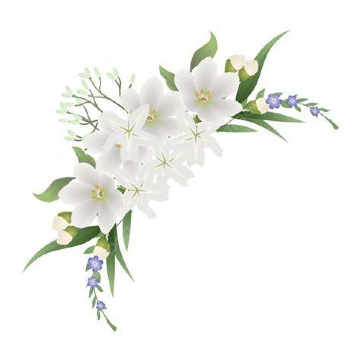 Ic22830 White Jasmine Border Vector Wedding Elegant, Ic22830, White