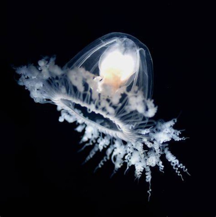 Immortal Jellyfish