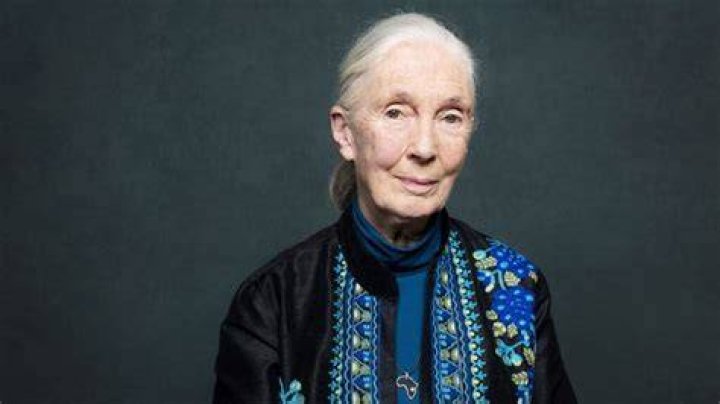 Jane Goodall Bio, Net Worth, Facts, Wiki, Alive, Death, Married