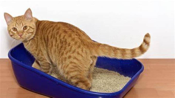 kitten on cat litter box