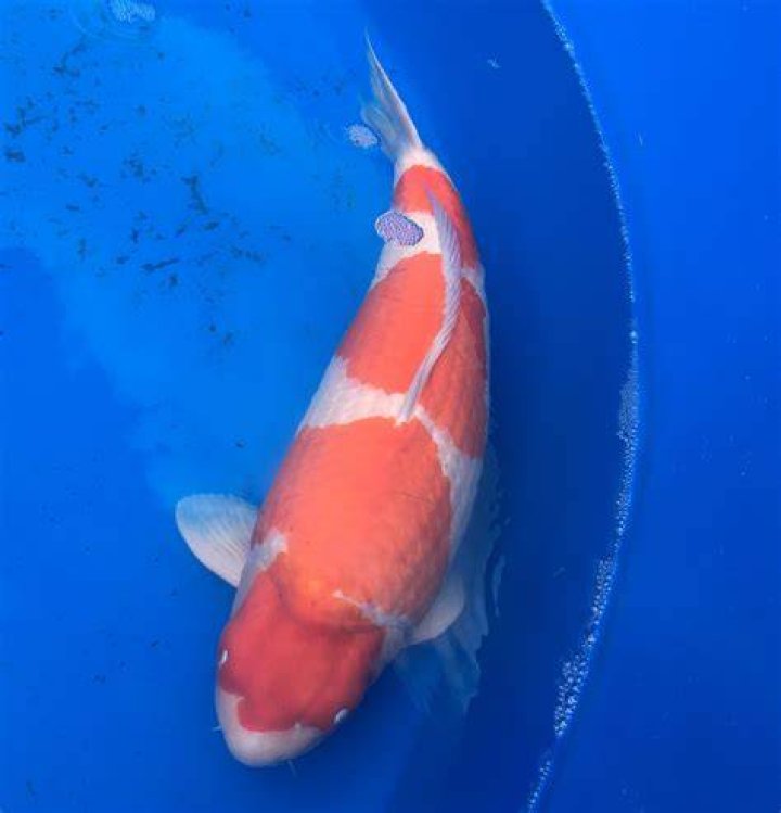 Koi Fish