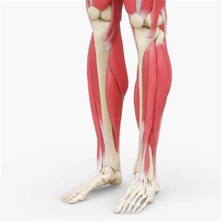 leg, human leg, human body, chin, chest, shoulder, physical fitness, standing, joint, wrist,