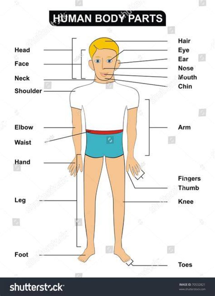 leg, human leg, shoulder, elbow, wrist, joint, exercise, knee, chest, trunk,