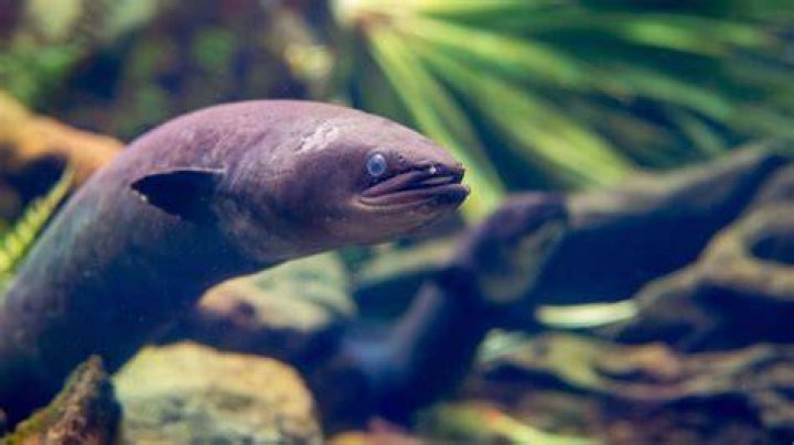 Longfin Eel
