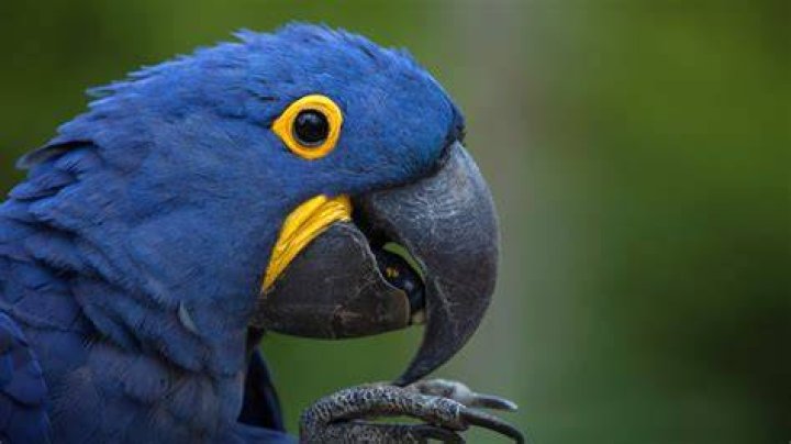 Macaws