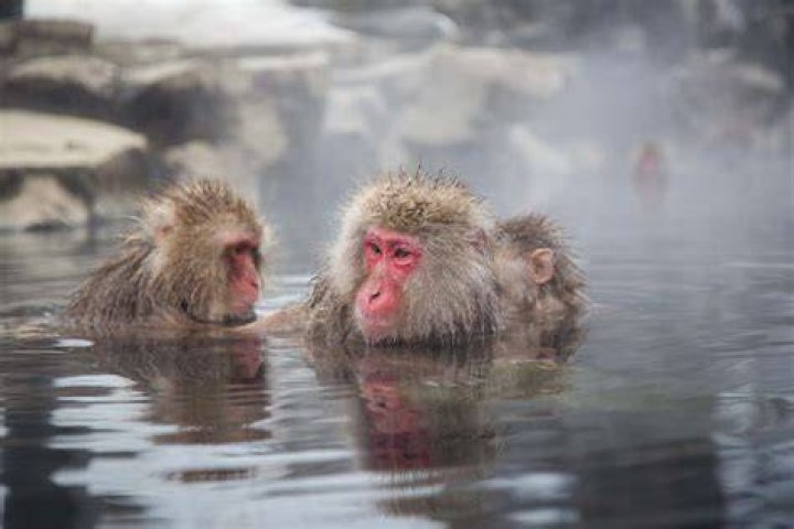 monkey in a hot spring in japan