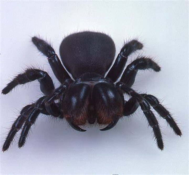 Mouse Spider