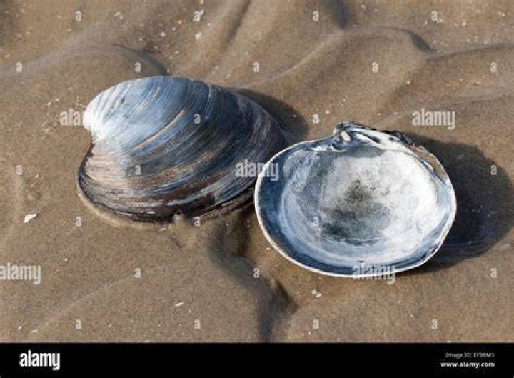 Ocean Quahog