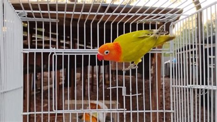 Opaline lovebird in a cage