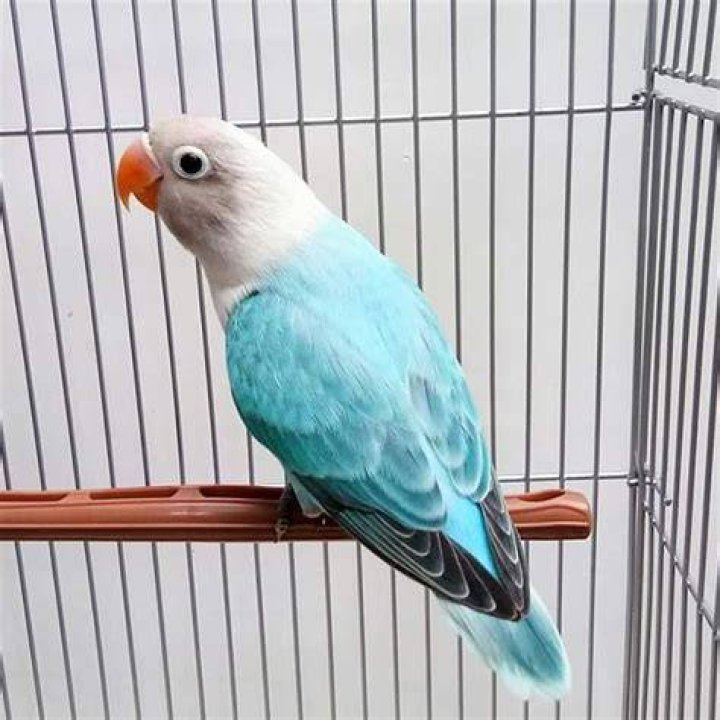 Opaline lovebird on a perch inside a cage