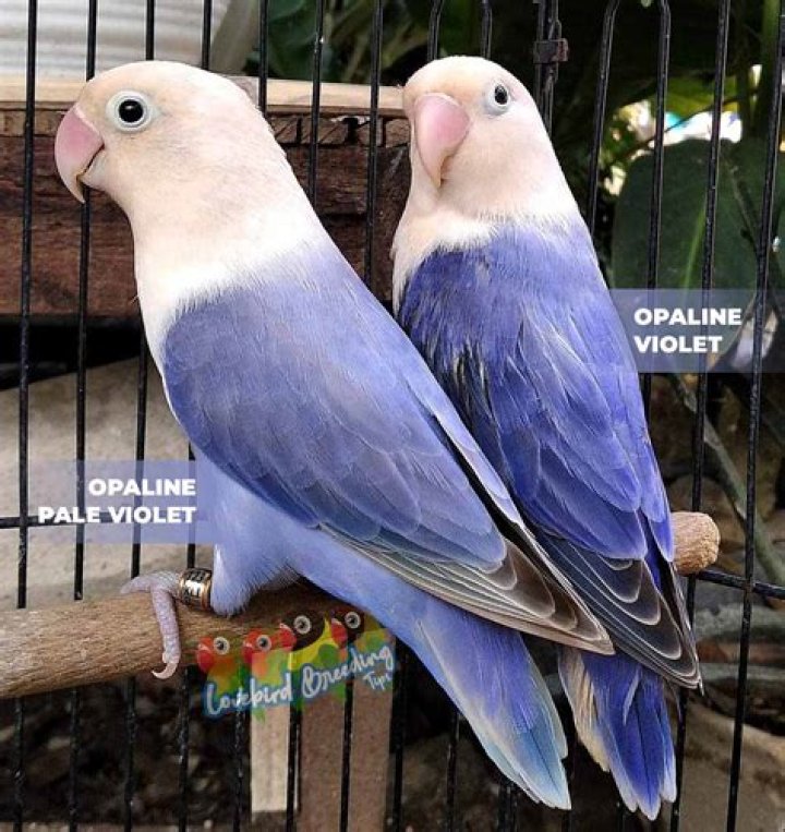 Opaline Lovebird side view_
