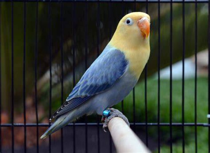 Opaline Lovebird