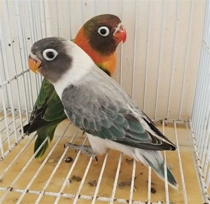 Opaline lovebirds in a cage
