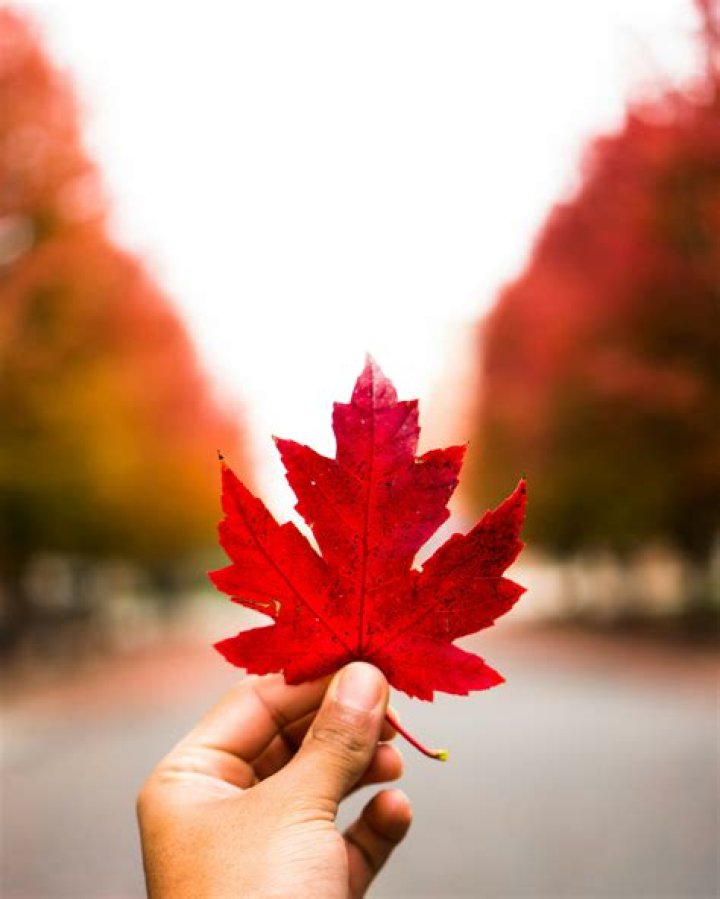 person holding red maple leaf in front of face with blurred trees in background