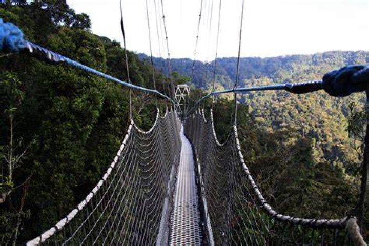person on a canopy walk in costa rica cloud forest
